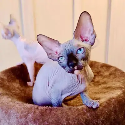 斯芬克斯小猫待领养