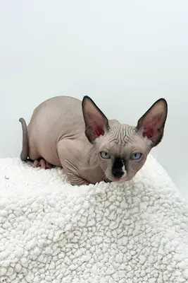 Bébés Sphynx disponibles maintenant gratuitement.