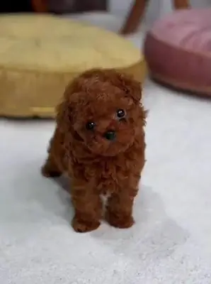 有“茶杯”大小的贵宾犬幼犬可供出售。