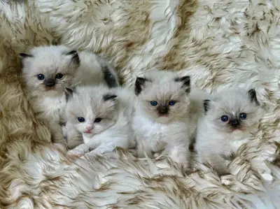 待领养的布偶猫小猫