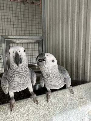 Par de loros guacamayo y loro gris africano en adopción