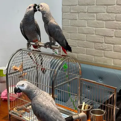 Excepcional loro gris africano y guacamayo en adopción