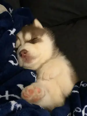 Muhteşem husky yavruları Whatsapp'tan bana ulaşın