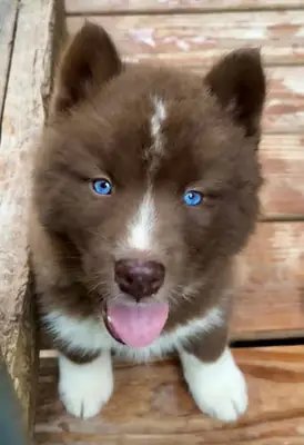 Sevimli husky yavruları, daha fazla bilgi için Whatsapp'tan bize ulaşın