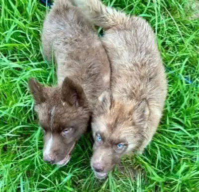 Impresionantes Huskies Siberianos de Ojos Azules 👀❄️ mándame un mensaje en Whatsapp