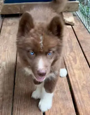 Bébés huskies adorables, contactez-moi sur Whatsapp