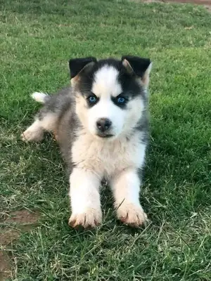 Perros Husky Siberianos me masajean en Whatsapp