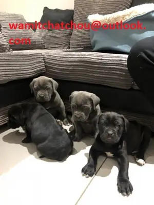 Chiots Cane Corso disponibles.