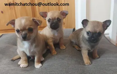 华丽的吉娃娃小狗（公母） wamitchatchou(at)outlook.com