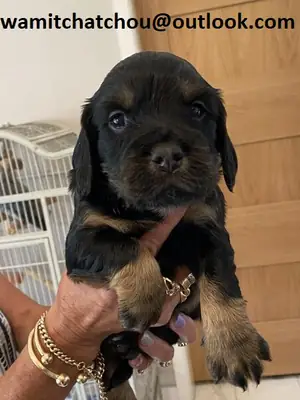 Yeni bir yuva arayan Cocker Spaniel yavruları.