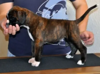 Ces chiots bouledogue sont prêts