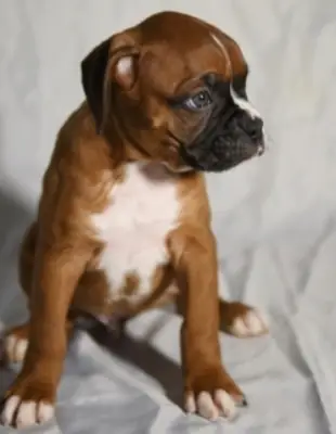 Chiots boxers adorables disponibles