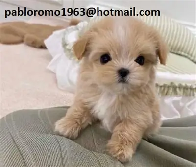马尔济斯犬幼犬（公犬和母犬）。