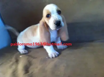 Basset Hounds (mâles et femelles) disponibles.