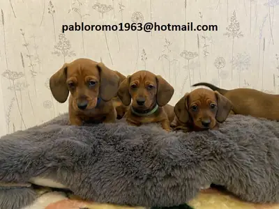Cachorros de Dachshund buscan nueva familia. pabloromo1963(@)hotmail.com.