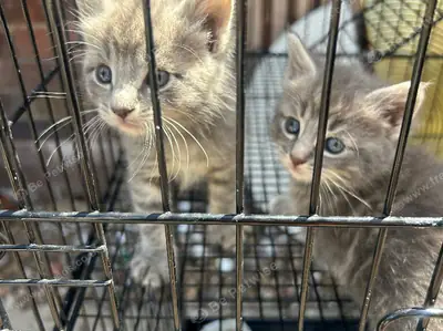 TICA Kayıtlı Maine Coon Yavruları