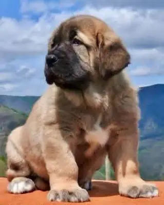 🐾 Щенки испанского мастифа готовы к новым домам, вы можете написать мне в Whatsapp