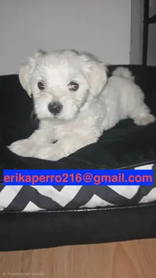 Maltese yavruları hediye (erkek ve dişi)