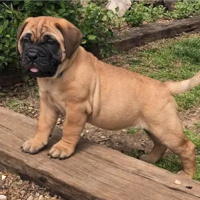 🌟 西班牙獒犬可供领养，请随时通过下面的Whatsapp与我联系 👇👇