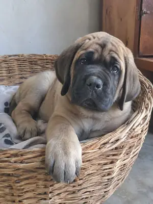 🐶 大而美丽的西班牙马士提夫小狗，我们的号码在广告下方
