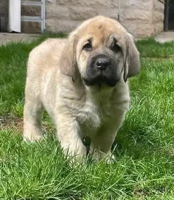 ❤️ 西班牙獒犬幼犬寻找爱心家庭，我的号码在下面 👇