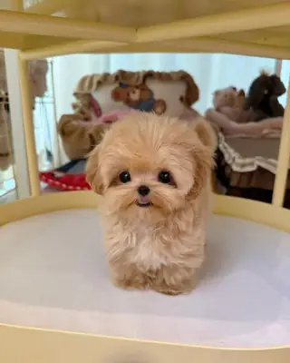 🐩 Sevimli Toy Poodle Yavruları Mevcut! Whatsapp numarası aşağıda indirilebilir 👇👇