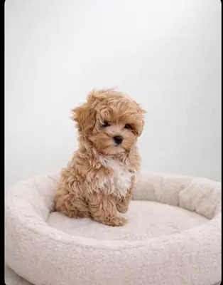 漂亮的玩具贵宾犬小狗 WhatsApp号码如下 👇