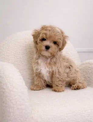 Tiny Toy Poodle Puppies fill free to Whatsapp me 