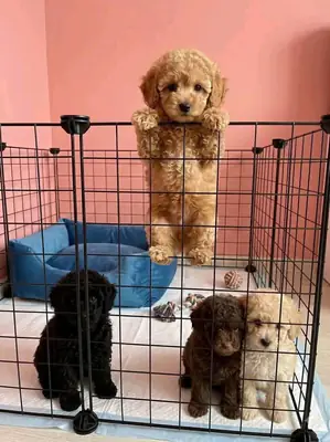 Sevimli Toy Poodle Yavruları Sevecen Aileler için