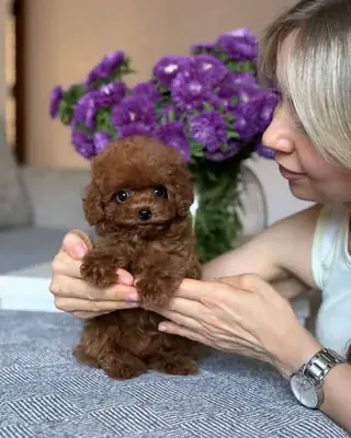 Harika Toy Poodle Yavruları ciddi sorular için Whatsapp aşağıda 👇👇
