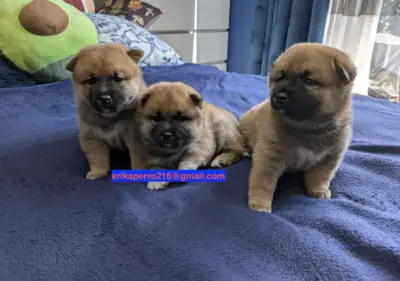 Regalo Cachorros Shiba Inu disponibles (machos y hembras)