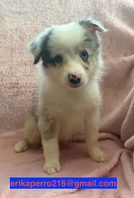 可赠送的边境牧羊犬幼犬（公犬和母犬）