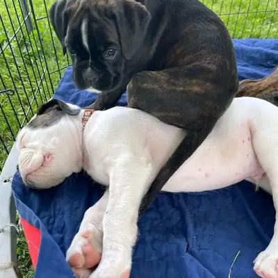 Yeniden yerleştirme için hazır Boxer yavrusu