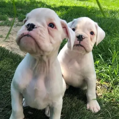 可供领养的拳师犬幼犬
