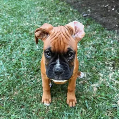 可立即领养的拳师犬幼犬。