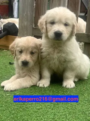 免费金毛寻回犬幼犬（公犬和母犬）