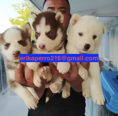 Cadeau de chiots Husky gratuits (mâles et femelles)