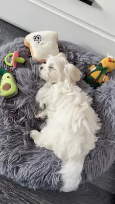 🐶 Красивые щенки мальтийской породы доступны! Whatsapp ниже