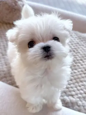 Adorables cachorros Maltés buscan familias amorosas, consultas serias contáctenme por Whatsapp 👇👇