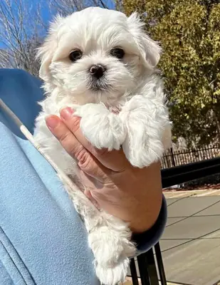 Dulces Cachorros Maltés para Hogares Amorosos