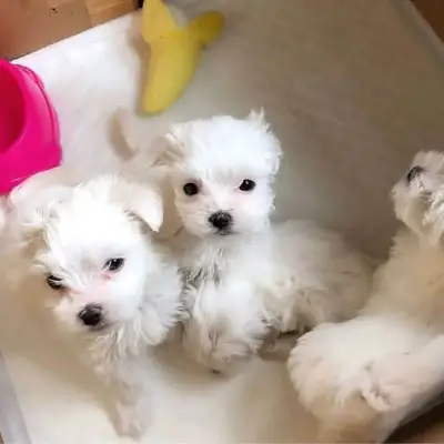 Preciosos cachorros Maltés, mi número está abajo para consultas serias Whatsapp