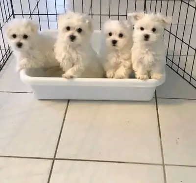 ❤️ Preciosos Cachorros Maltés Disponibles