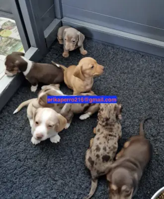 Regalo cachorros de Teckel macho y hembra