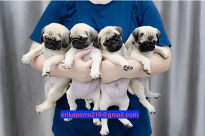 赠送巴哥犬幼崽（公母）