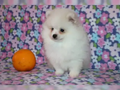 神奇的微芯片博美犬幼崽