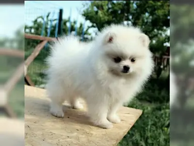 已接种疫苗的可爱博美犬幼崽