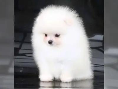 Harika kadin pomeranian yavrulari