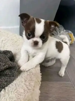 Adorable Chihuahua Puppies chat on Whatsapp 