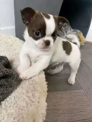 Chihuahua Puppies Seeking Forever Homes