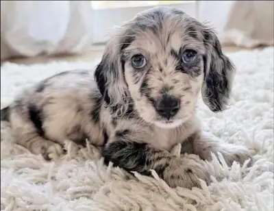 Loving Home Needed ... Looking for a responsible and loving new home for a healthy, well-cared-for C